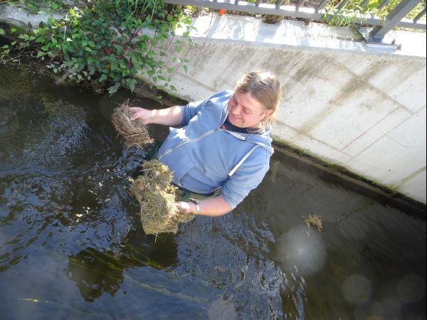 Gleich ein doppelter Erfolg: Wasseramselnest IM und ein weiteres Nest AUF dem Nistkasten