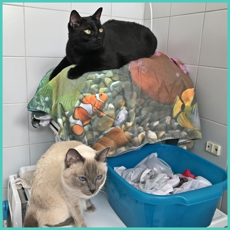 Gatti in riposo sulla lavatrice