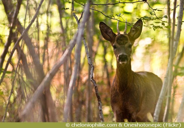 Chevreuil