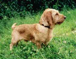 Basset fauve de Bratagne