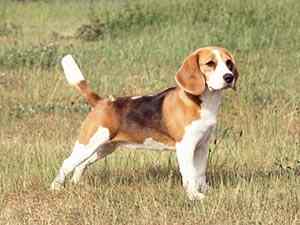 Beagle