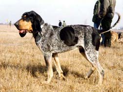 Grand bleu de Gascogne