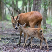 Famille de Chevreuil 