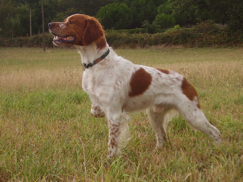 Epagneul Breton