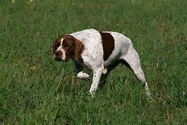 Braque Francais Pyrénéen