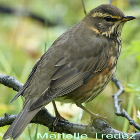 Mauvis; siffleuse, (quine ou rouge)