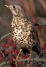 Draine; (Provencale ou seïro)