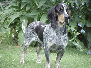 Basset bleu de Gascogne