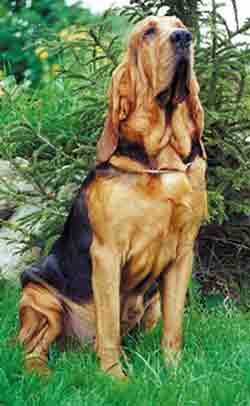 Bloodhound