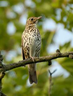 Musicienne; (chiqueuse ou tourdre)
