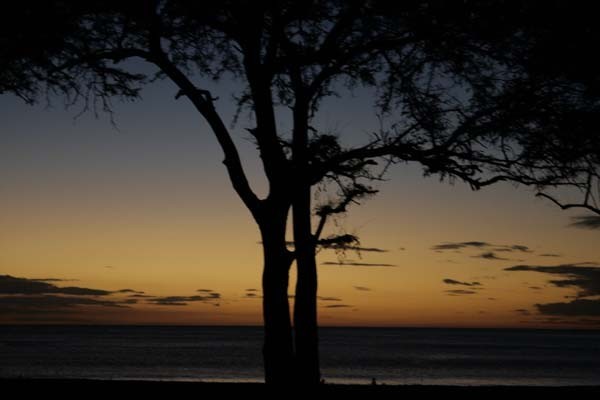 La playa del de sove tortuguil