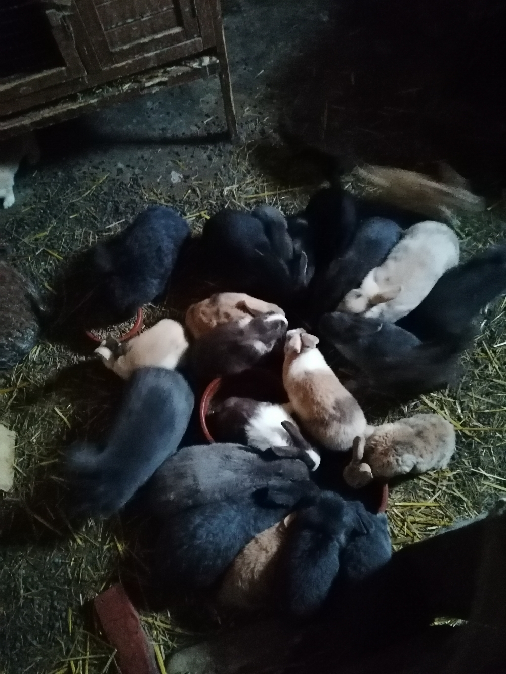 unsere kleine Rasselbande
