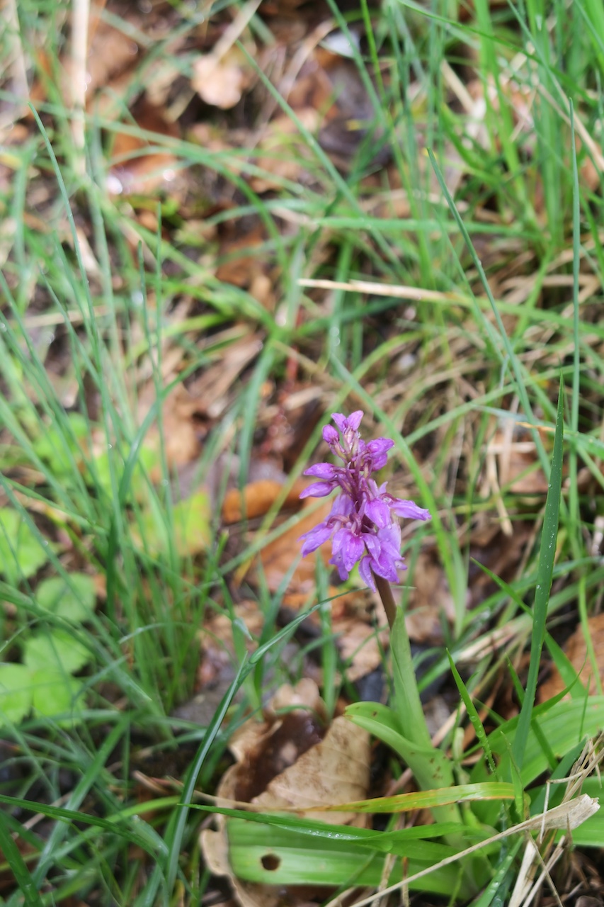 Orchis mascula - Orchis mâle,