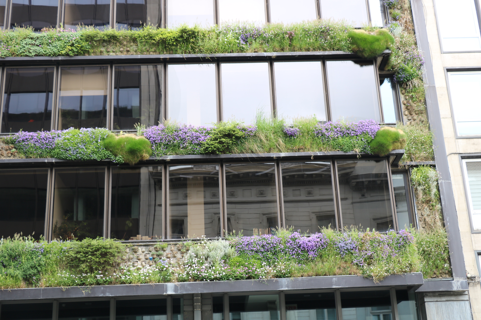 Mur végétal rue Belliard<br/><a href="https://www.murvegetalpatrickblanc.com/realisations/bruxelles/rue-belliard" target="_blank"><em style="color: #666;">plus d'infos</em></a>