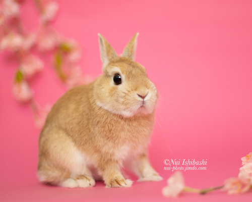 撮影会報告 うさぎのしっぽ恵比寿店 Nui Ishibashi Web Site 撮影会報告 うさぎのしっぽ恵比寿店 Nui Ishibashi Web Site
