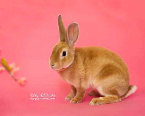 撮影会報告 うさぎのしっぽ恵比寿店 Nui Ishibashi Web Site 撮影会報告 うさぎのしっぽ恵比寿店 Nui Ishibashi Web Site