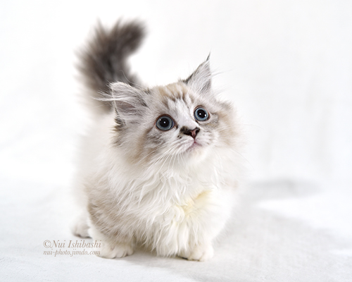 マンチカン Nui Ishibashi Web Site