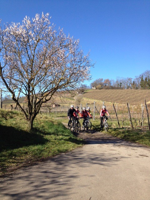 Sonntag 23. Februar am Kaiserstuhl: erste Blüten