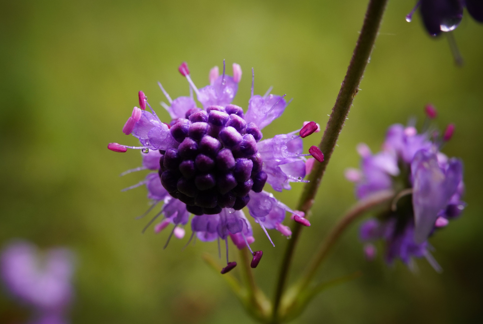 Teufelsabbiss auf der Orchideenwiese