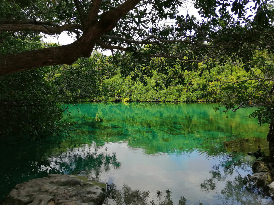 Mexique, Yucatan : Casa cenote et son eau vert émeraude 