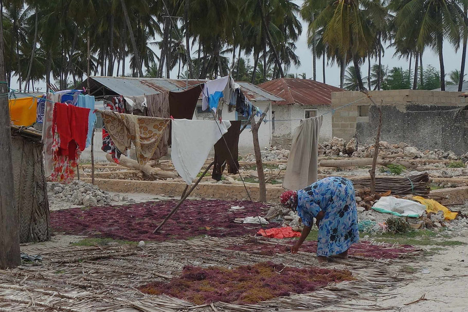 Zanzibar, Jambiani : séchage des algues