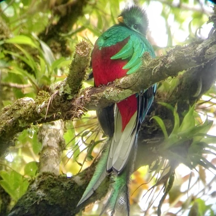 Costa Rica, réserve de Curi Cancha : Quetzal resplendissant