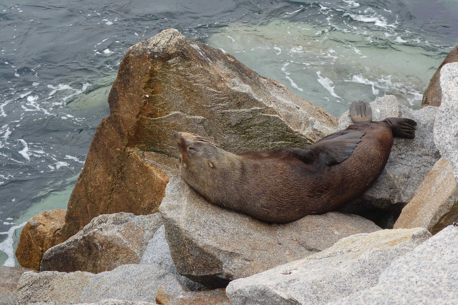 Australie, Narooma : lion de mer se prélassant sur les rochers