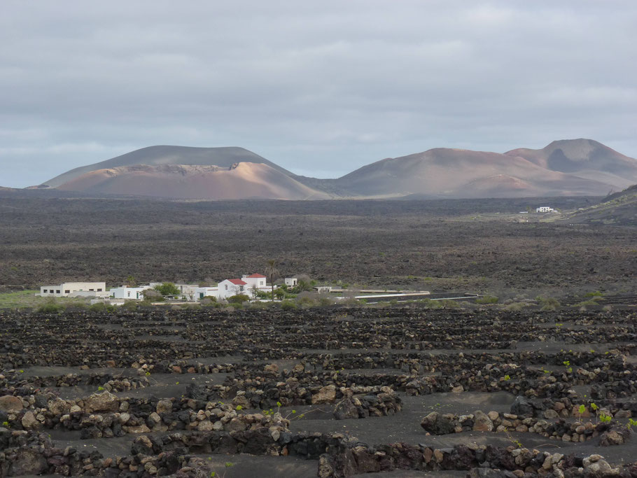 Lanzarote : La Geria