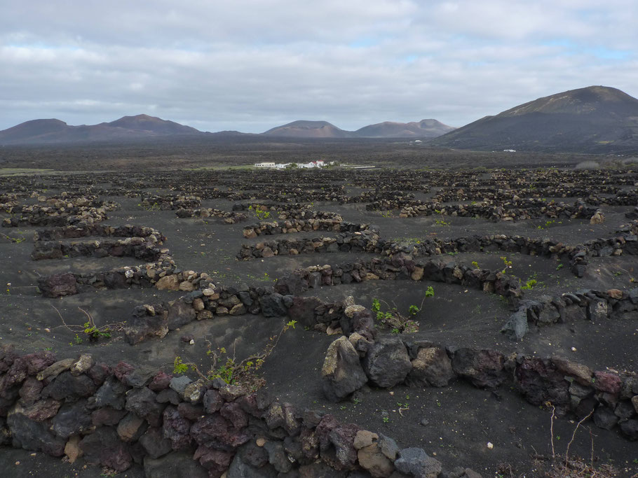 Lanzarote : La Geria