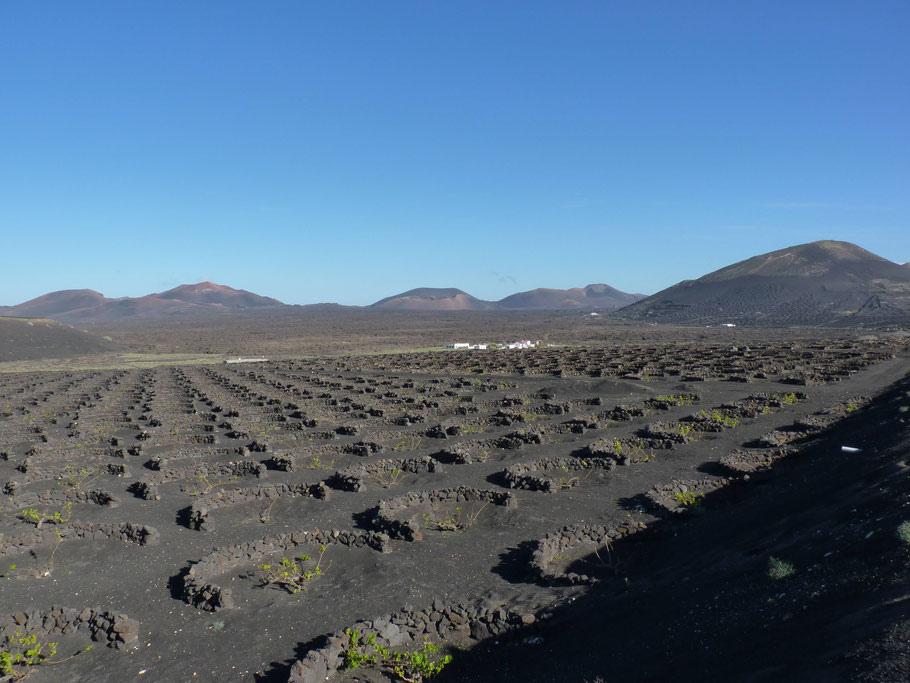 Lanzarote : paysage unique de La Geria avec son système de paillage minéral