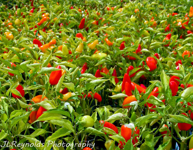 Peppers