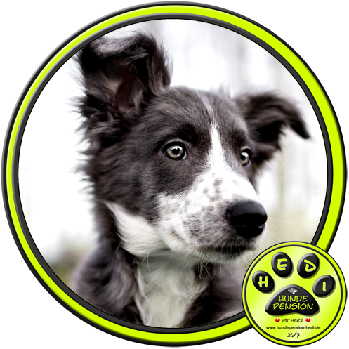 HUNDEPENSION HEDI TIERPENSION BAD SALZUFLEN