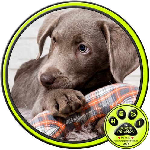 HUNDEPENSION HEDI TIERPENSION BAD SALZUFLEN