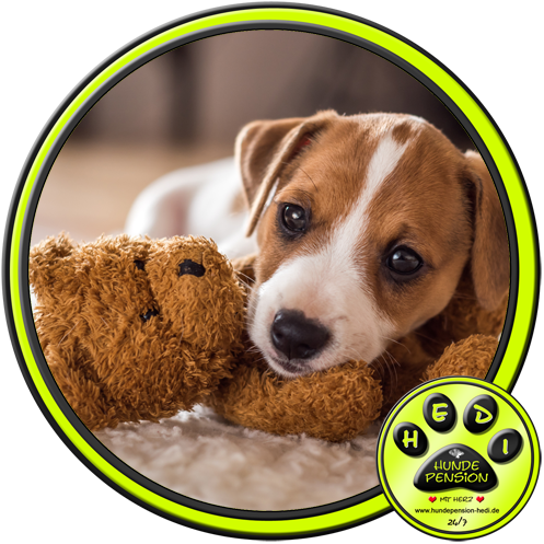 HUNDEPENSION HEDI TIERPENSION BAD SALZUFLEN