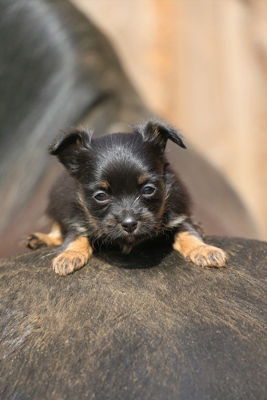 Zuckerpuppe eins in black and tan sucht noch nach der perfekten Familie