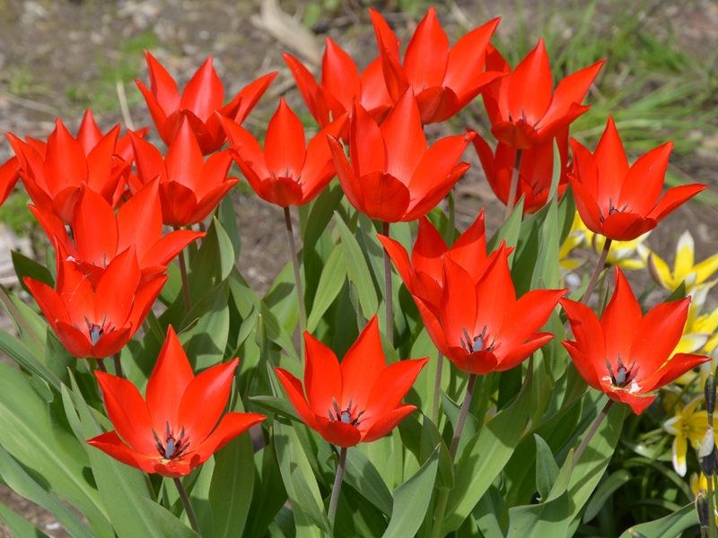 Tulipano Praestans Zwanenburg Confezione Da 25 Bulbi Autunnali Bulbs Bulbes