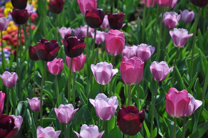 Dunkelrote Tulpen mit Tulpen in Rosa und Pink