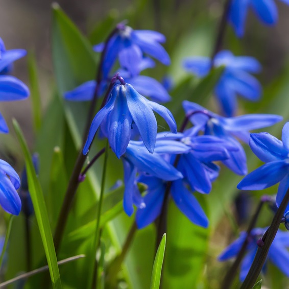 Scilla Siberica Blausternchen Blaustern Bio Blumenzwiebeln Raimund Biogartenbedarf Biogartenversand