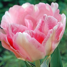 Gefüllte späte Tulpe 'Angelique' - zartrosa päonienblütige Tulpe