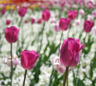 Romantisches rosa-weißes Beet