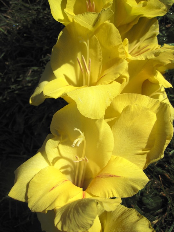 Gladiolus 'Nova Lux' - Gelbe Edelgladiole - Bio-Gladiole - raimund  Biogartenbedarf