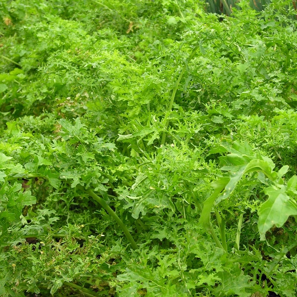 Bio Saatgut Asia Salat Feathergreen Raimund Biogartenbedarf