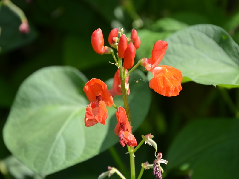 unkraut saatgut Schnell wachsende Unkrautsamen Geschenkidee – Gardenox-Natur