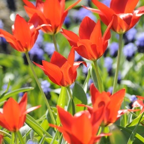 Scharlachrote Wildtulpen mit blauen Traubenhyazinthen