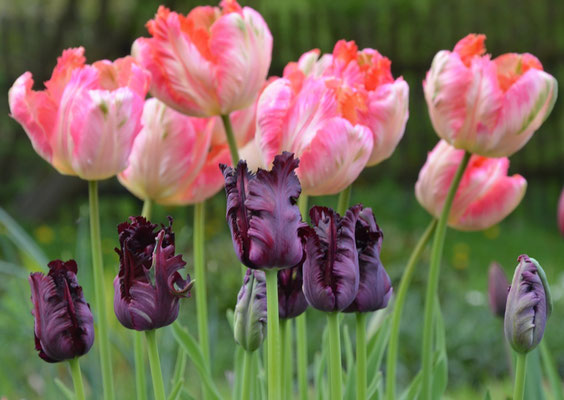 Schwarzrote Papageientulpen mit Tulpen in Apricot kombiniert