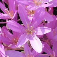 Crocus - großblütiger Gartenkrokus - violett