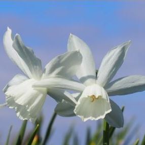 Narcissus triandus Thalia - Narzissen-Zwiebeln - Blumenzwiebelversand