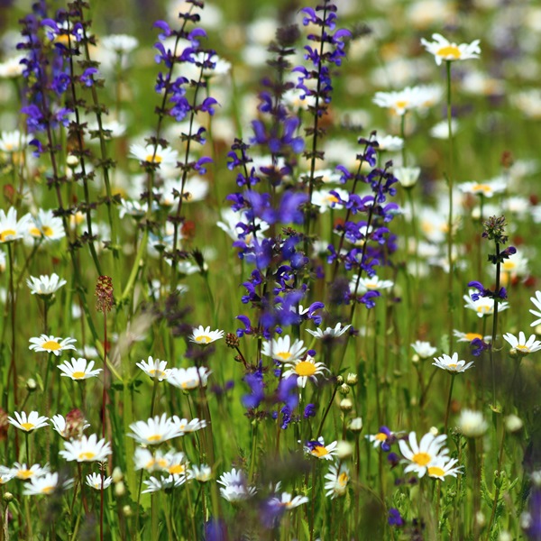 Samenmischung 'Wildblumenwiese' - Bio-Saatgut - raimund Biogartenbedarf