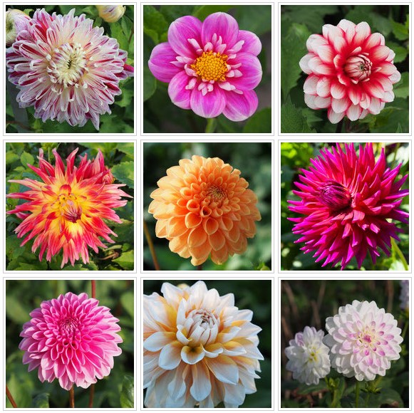 Dahlien-Kollektion "Sommerglck" - Bio-Dahlien - raimund Biogartenbedarf