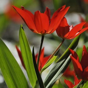 Wildtulpe Tulipa praestans Zwanenburg - orange-scharlach, mehrblütig